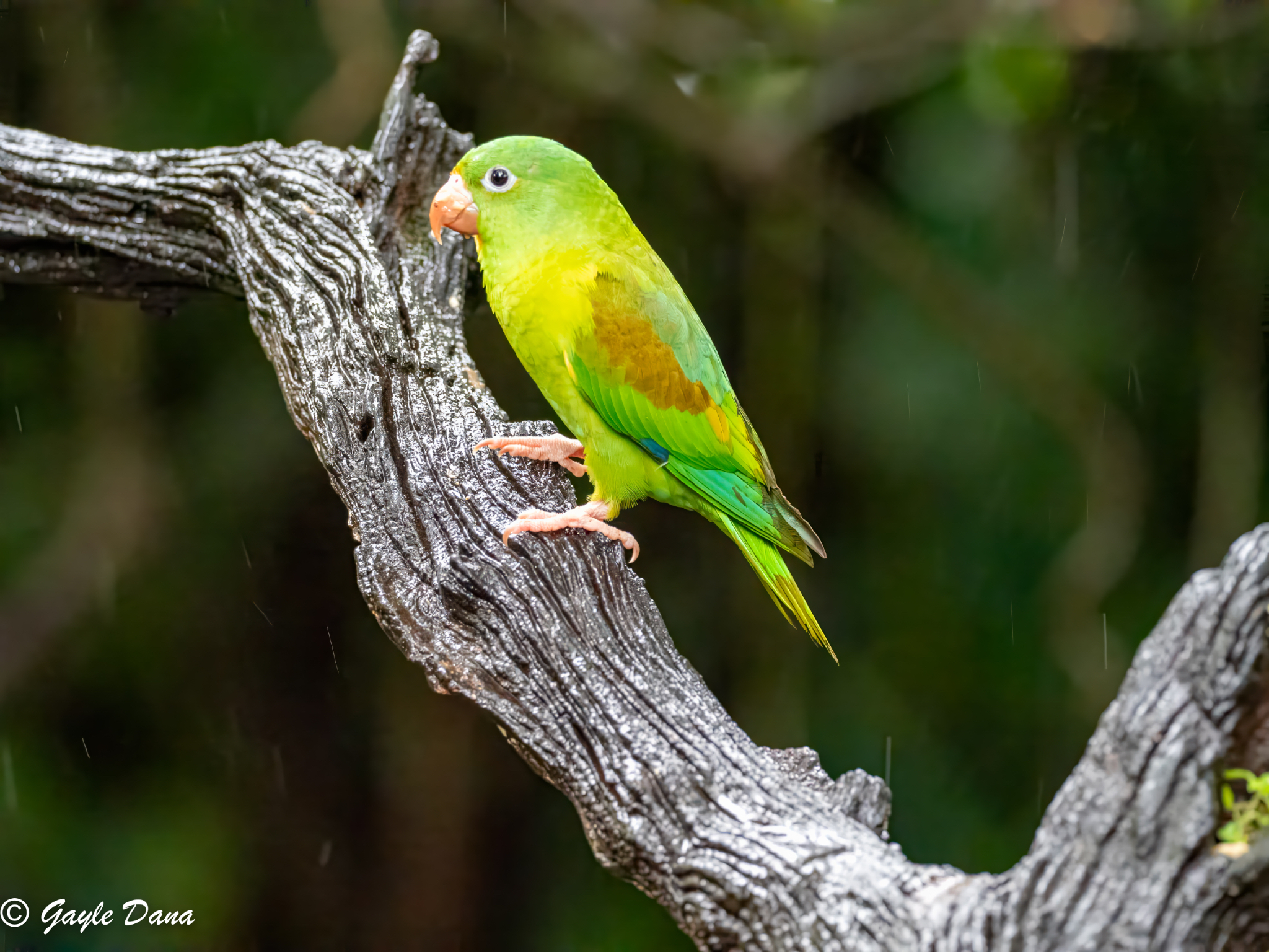 Orange chinned Parakeet